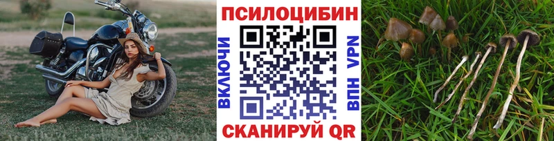 Галлюциногенные грибы мицелий  Купить  Приморск 